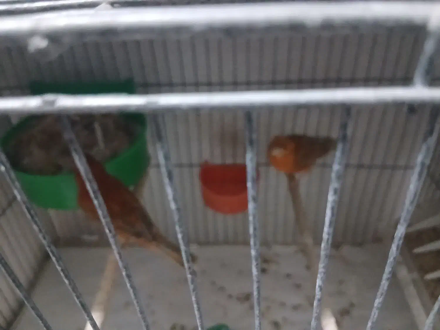 قناری برفکی و پرستار|پرنده|اصفهان, ارداجی|دیوار