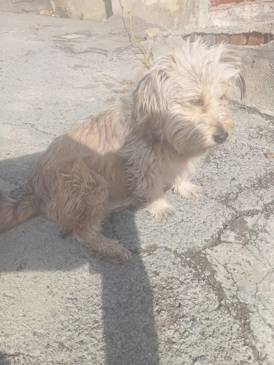 سگ خانگی|سگ|سقز, |دیوار