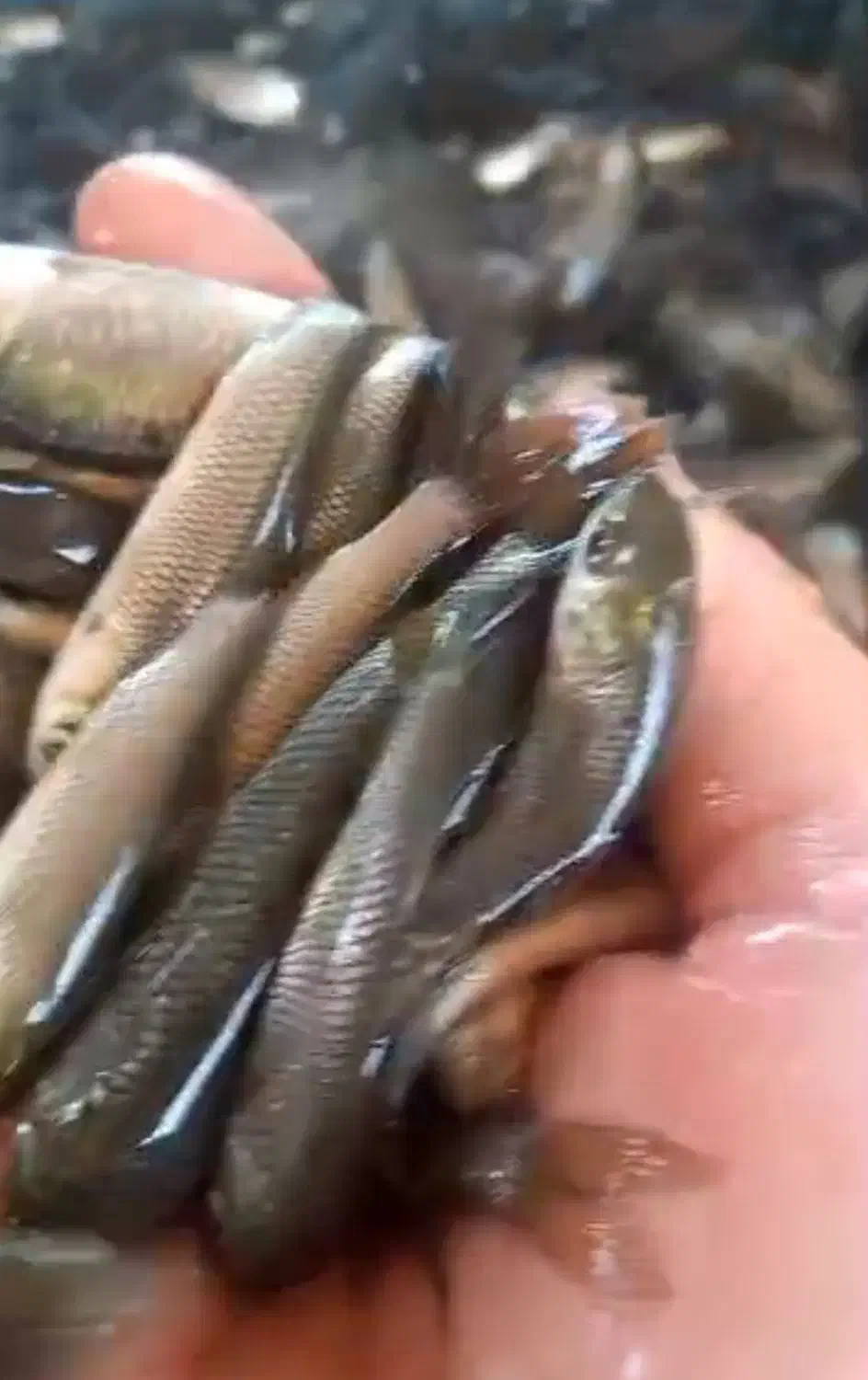 بچه ماهی کپور امور فیتوفاک و بیگهد وازاد|ماهی|آمل, |دیوار