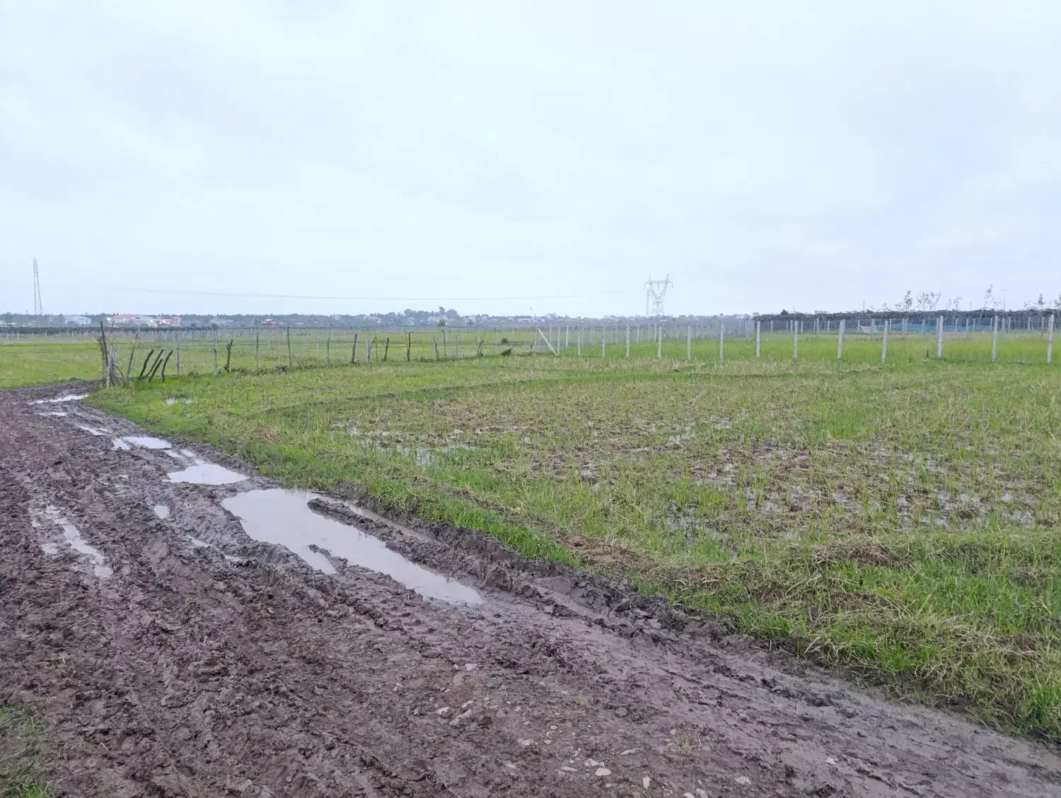 شالیزار در موقعیت خوب در پلاسی|فروش زمین و ملک کلنگی|چوبر, |دیوار