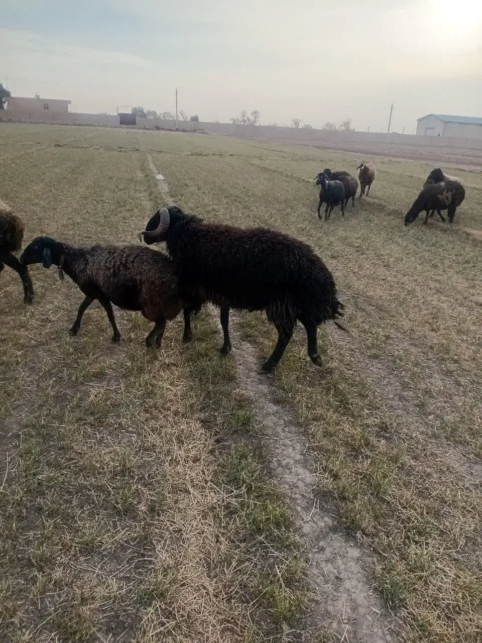 دو رس قوچ|حیوانات مزرعه|قمرود, |دیوار