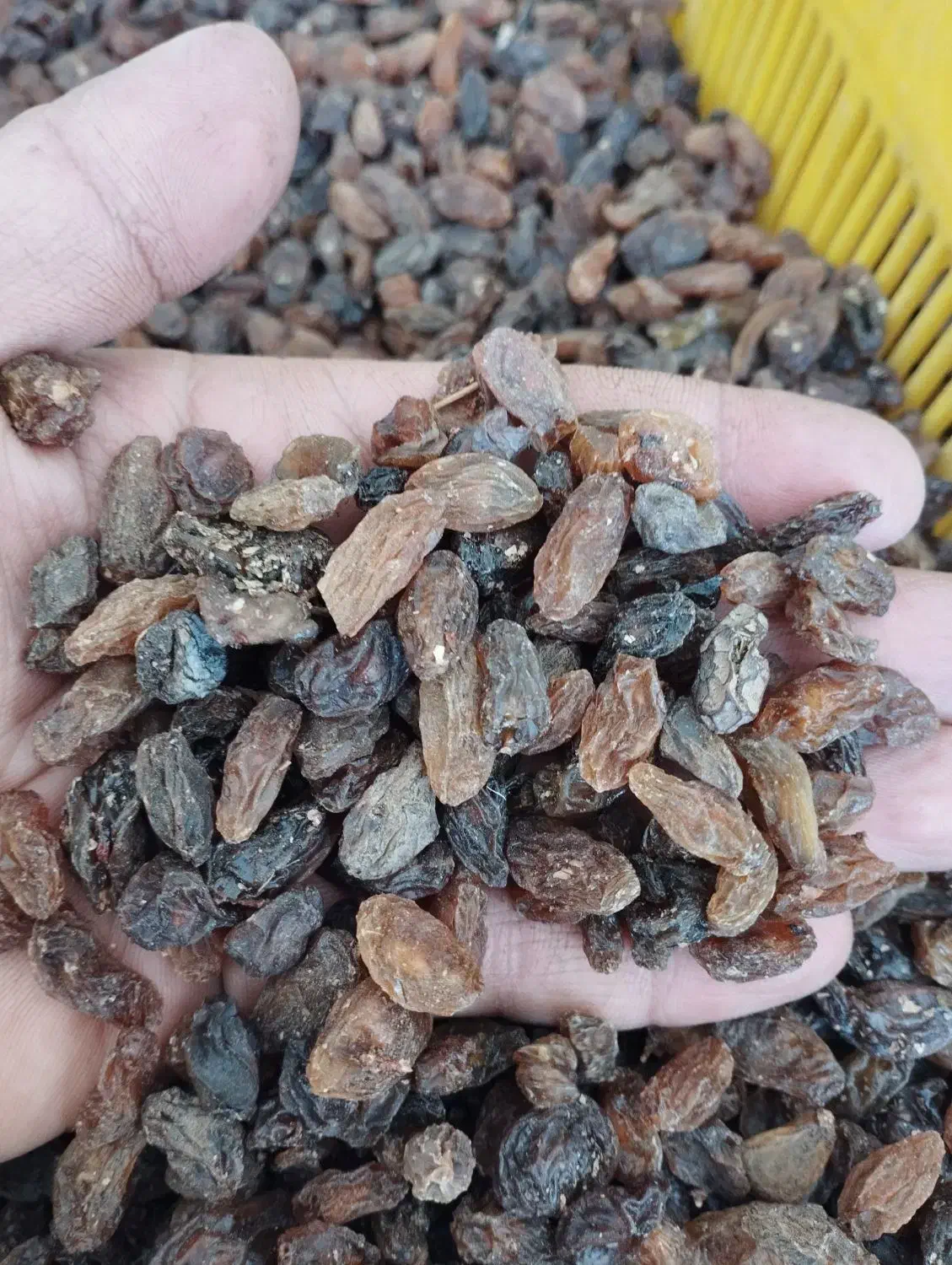 کشمش آفتابی کاشمر|عمده‌فروشی|گرگان, |دیوار