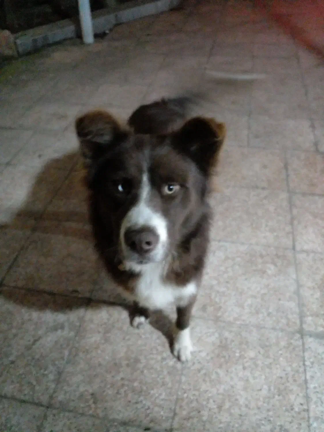 فروش سگ هاسکی|سگ|شاندرمن, |دیوار