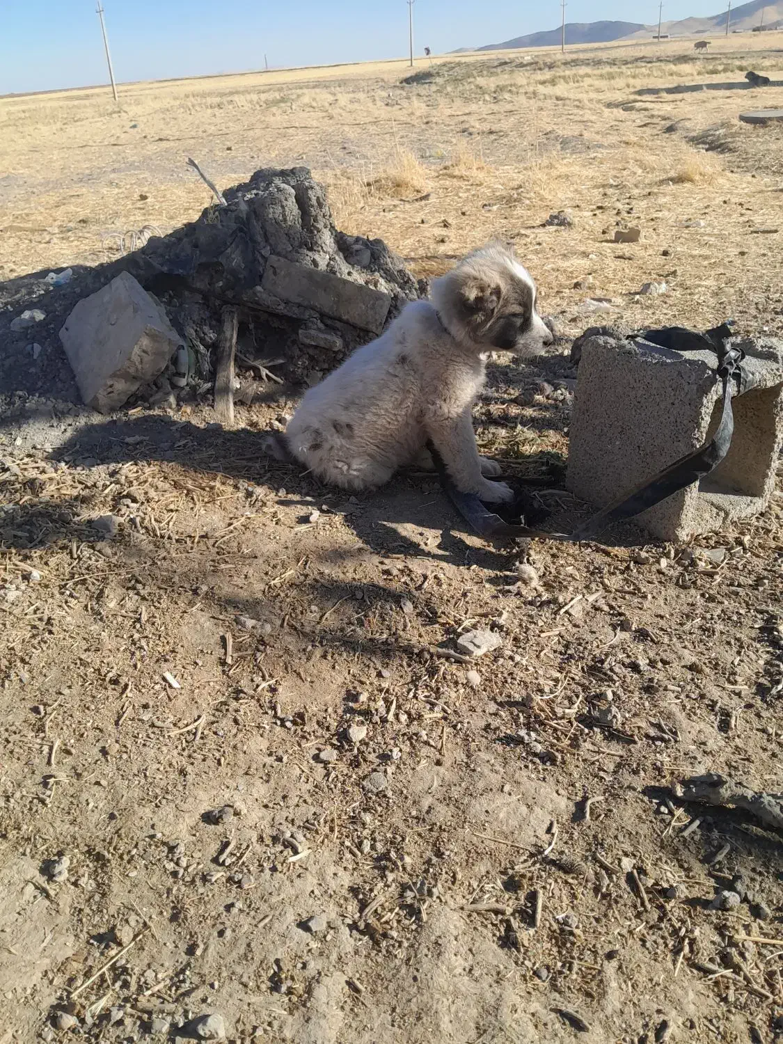 ۱۱۱|سگ|هفدر, |دیوار