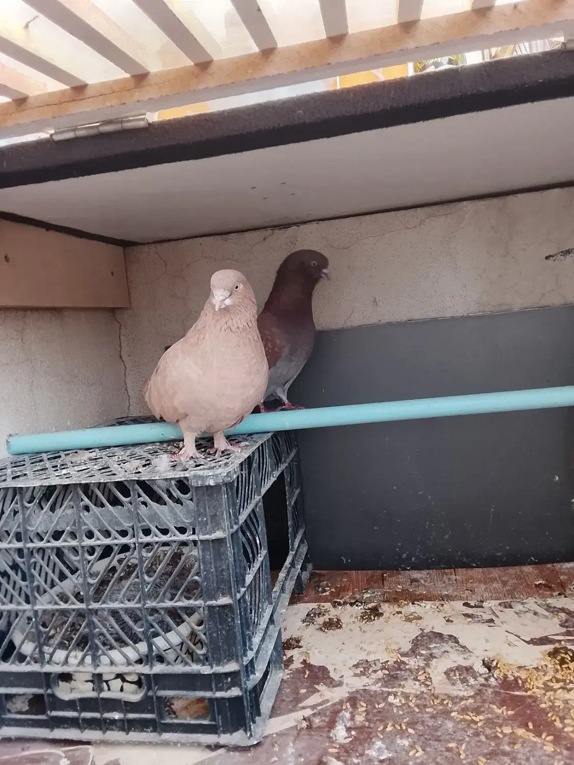 کفتر|پرنده|محمدشهر, محمدشهر|دیوار