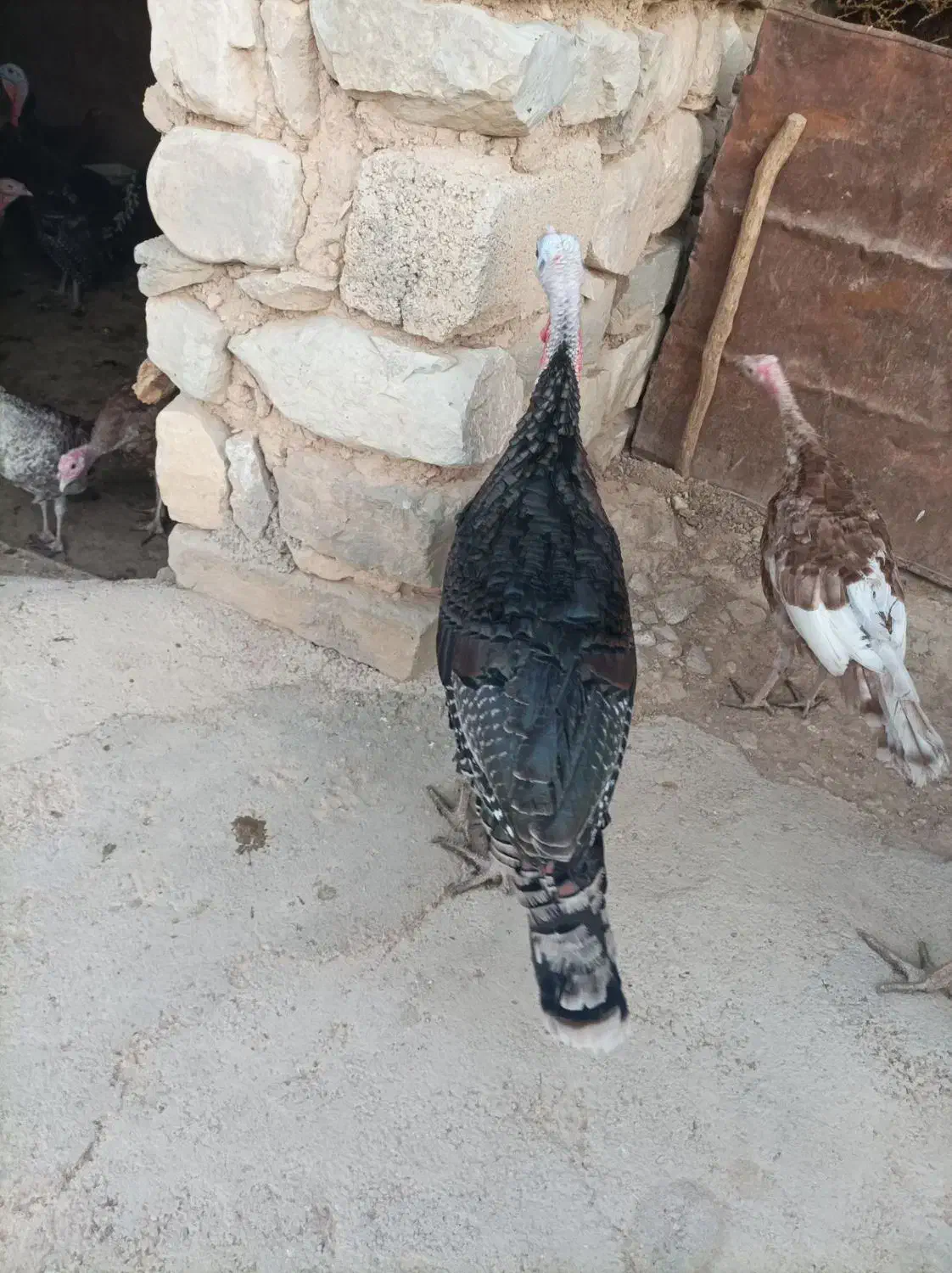 بوقلمون نر|حیوانات مزرعه|زرنه, |دیوار