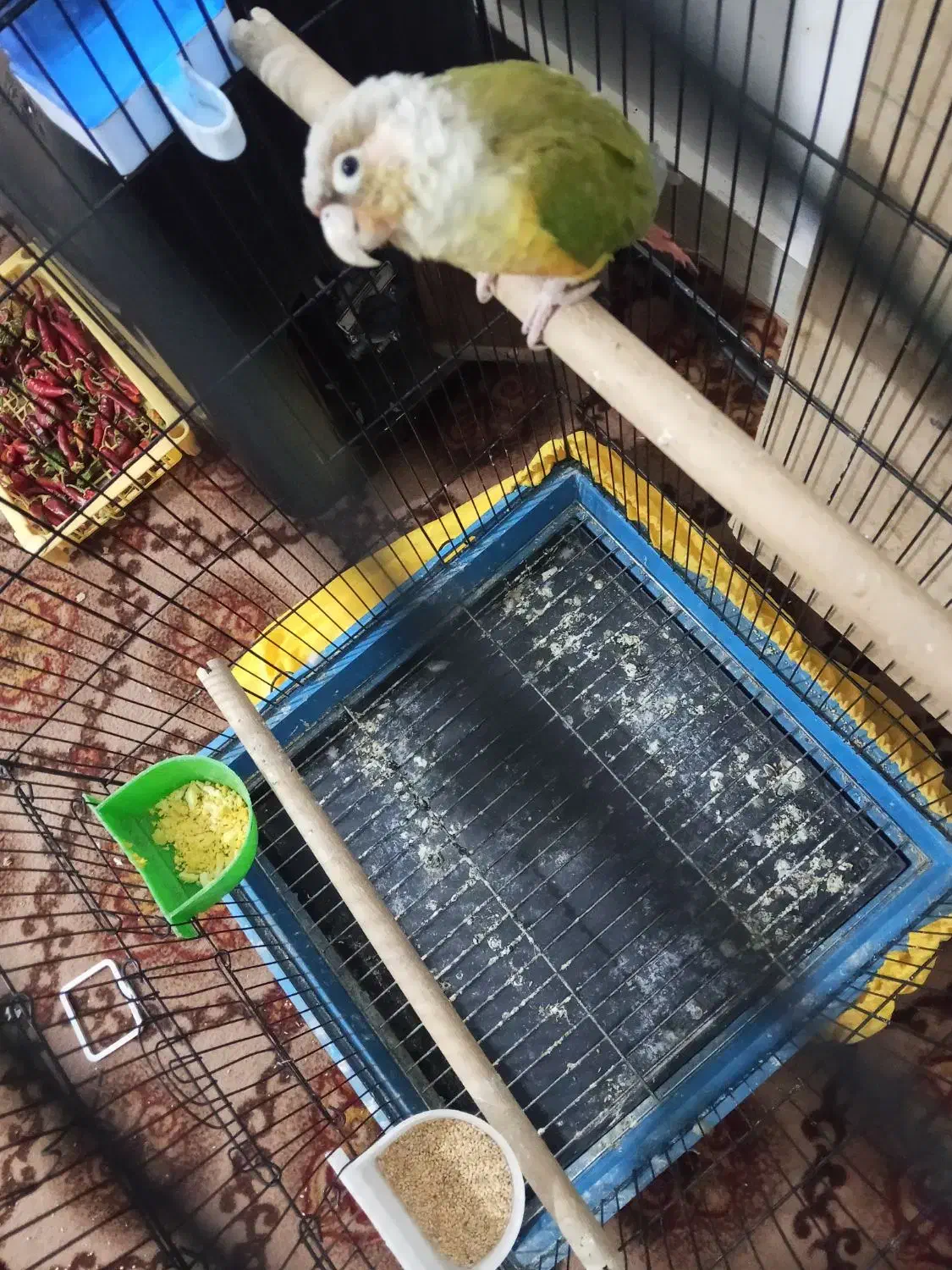 گرنچیک آناناسی|پرنده|تربت جام, اسماعیل آباد|دیوار