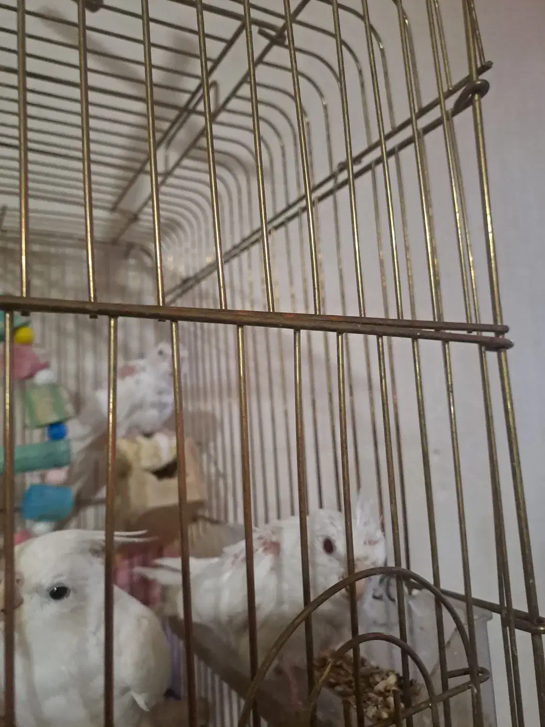 عروس هلندی آلبینو|پرنده|کوهمره, |دیوار