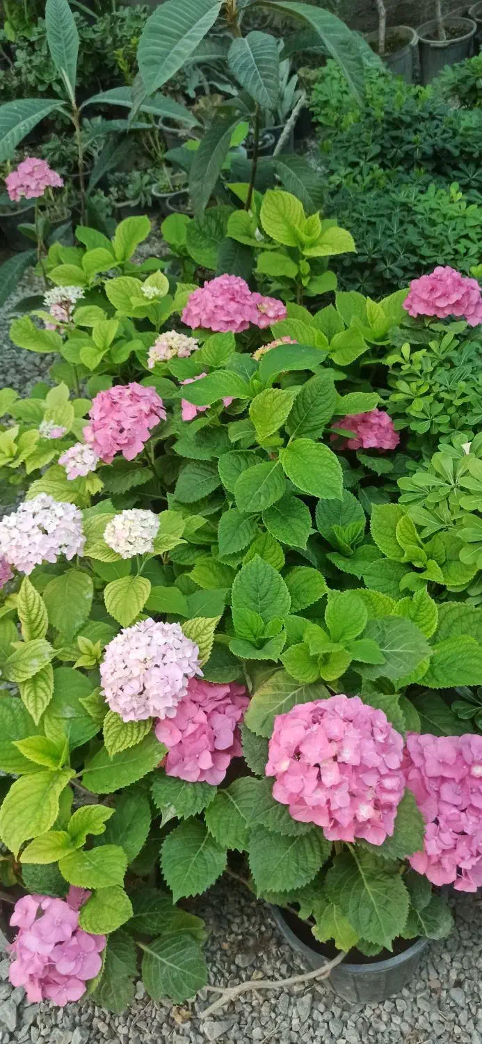 حراج نهال کرج درختچه شمال|گل و گیاه طبیعی|ازنا, |دیوار