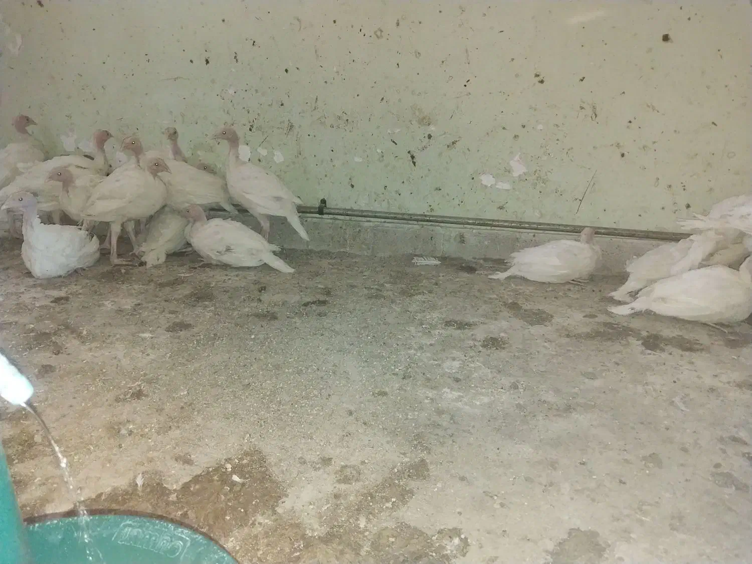 کود|عمدهفروشی|کوهپایه, |دیوار