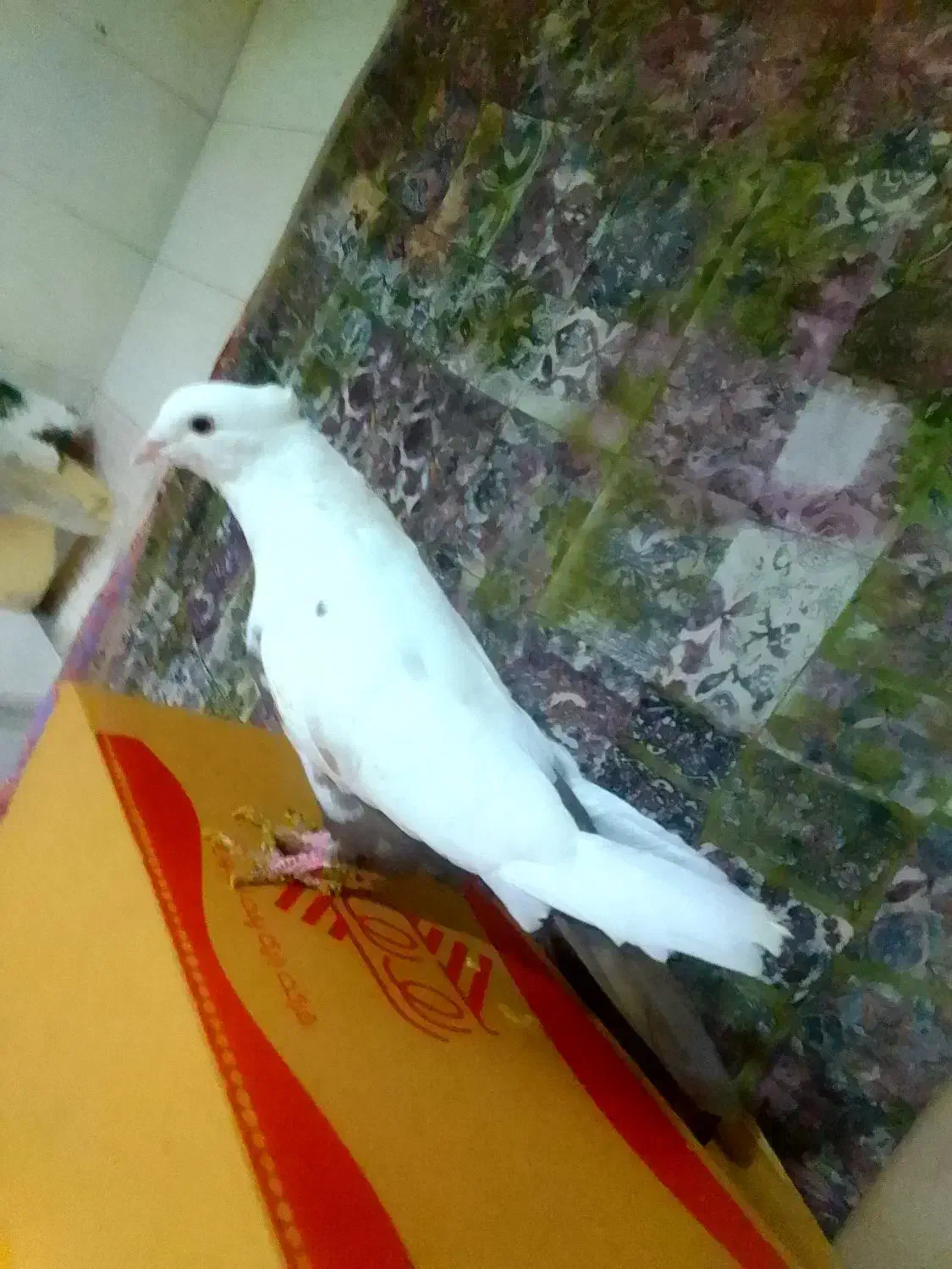 کفتر دم قهوه  ای|پرنده|هشتگرد, ینگی امام|دیوار