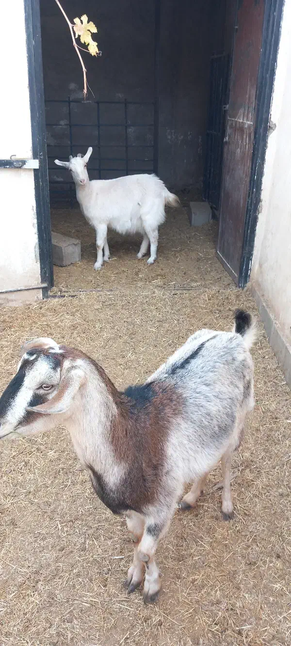 بز سانن و الپاین|حیوانات مزرعه|کرمان, |دیوار