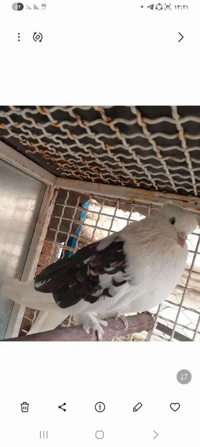 کبوتر هما وپشت سیاه خال زرد|پرنده|کهریزک, |دیوار