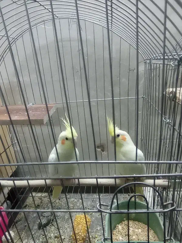 جفت عروس هلندی لوتینو رام معاوضه با قناری گیرینچیک|پرنده|خمینیشهر, |دیوار