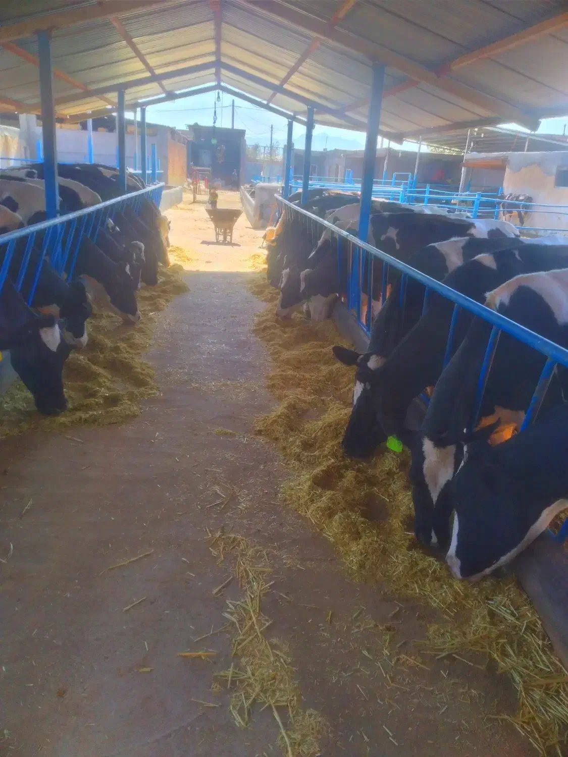 گاوگوساله تلیسه خریدوفروش درشهرضا|حیوانات مزرعه|اصفهان, امین‌آباد|دیوار