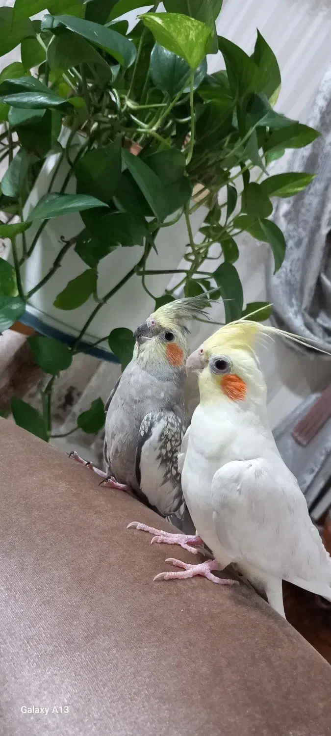 یک جفت عروس هلندی|پرنده|پردیس, فاز ۸|دیوار