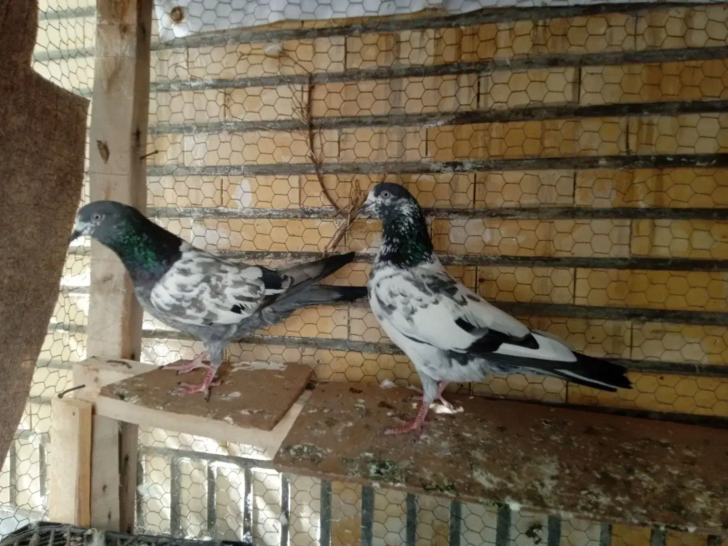 کفتر تیدی|پرنده|قشم, |دیوار