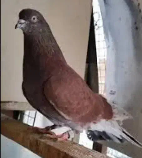 کبوتر اصیل پرشی|پرنده|شهریار, شهرک نماز (دینار آباد)|دیوار