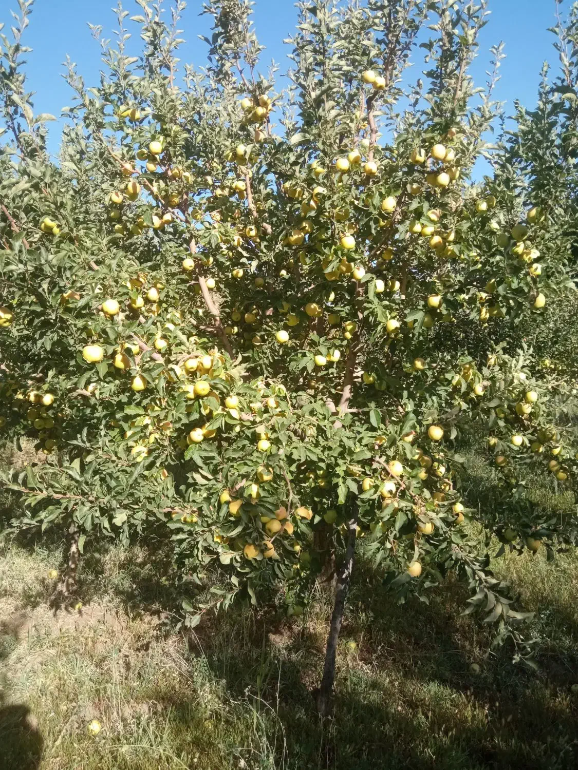 فروش دو هکتار و سههزار متر باغ22ساله|فروش دفتر صنعتی، کشاورزی، تجاری|مهاباد (آذربایجان غربی), |دیوار