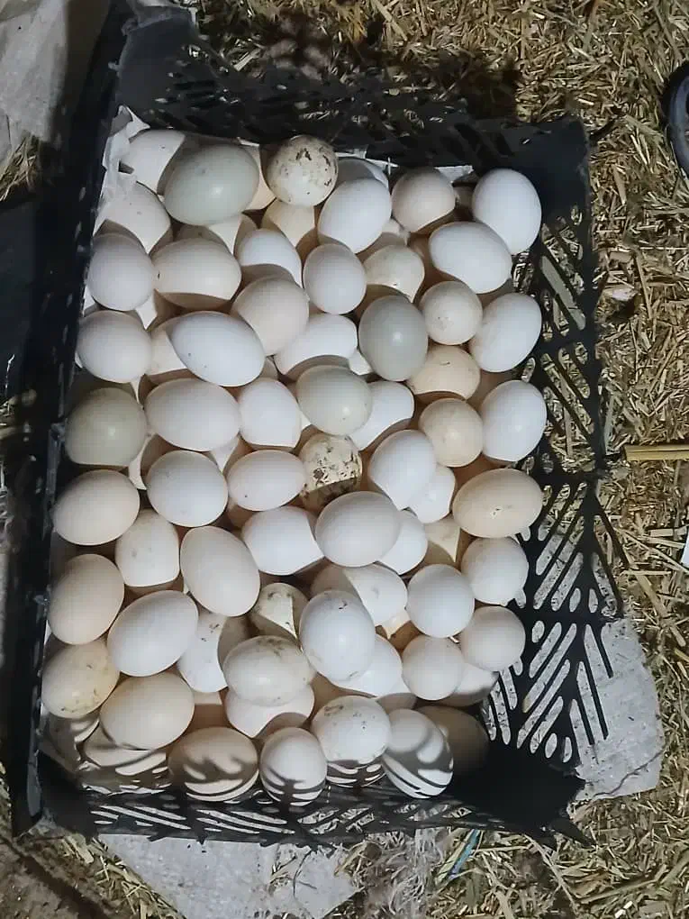 تخم مرغ|خوردنی و آشامیدنی|کارون, |دیوار