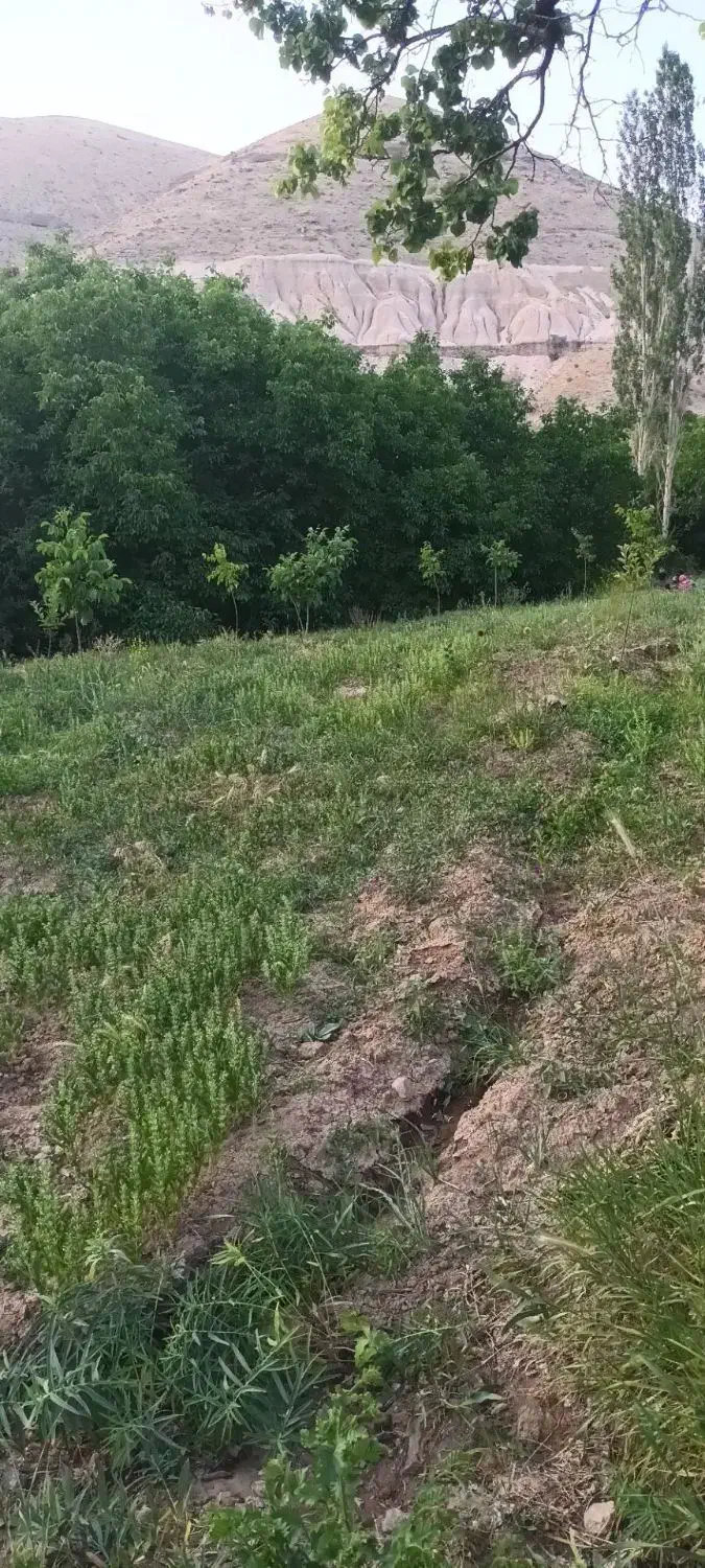 باغ کشاورزی|فروش دفتر صنعتی، کشاورزی، تجاری|آذرشهر, |دیوار