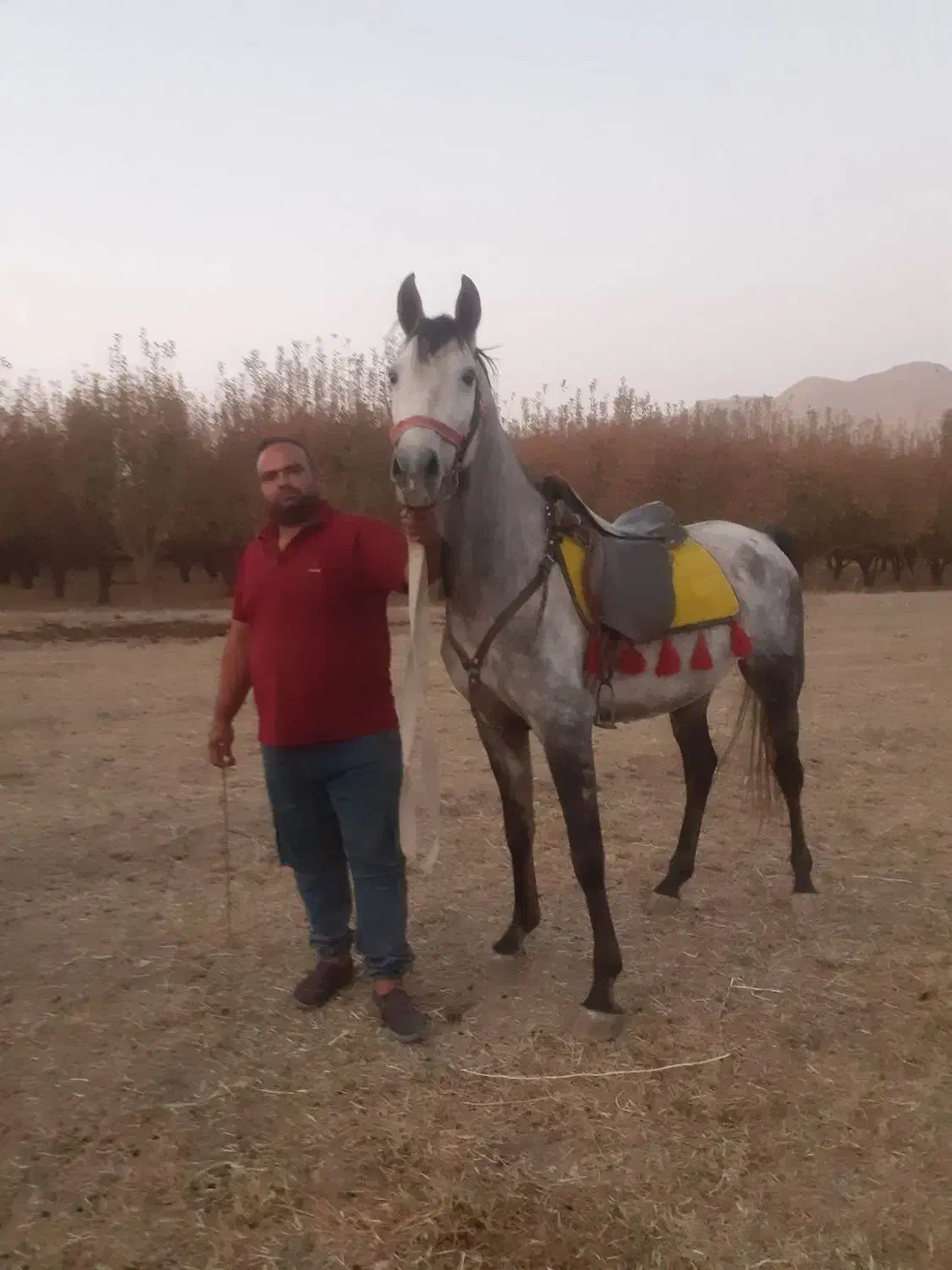 اسب نریان فروشی|اسب و تجهیزات اسبسواری|اراک, |دیوار