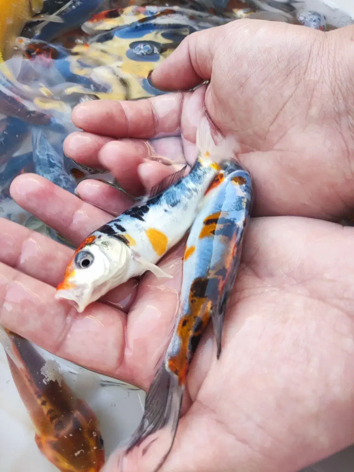 ماهی کوی|ماهی|قم, سراجه (۱۵ خرداد)|دیوار