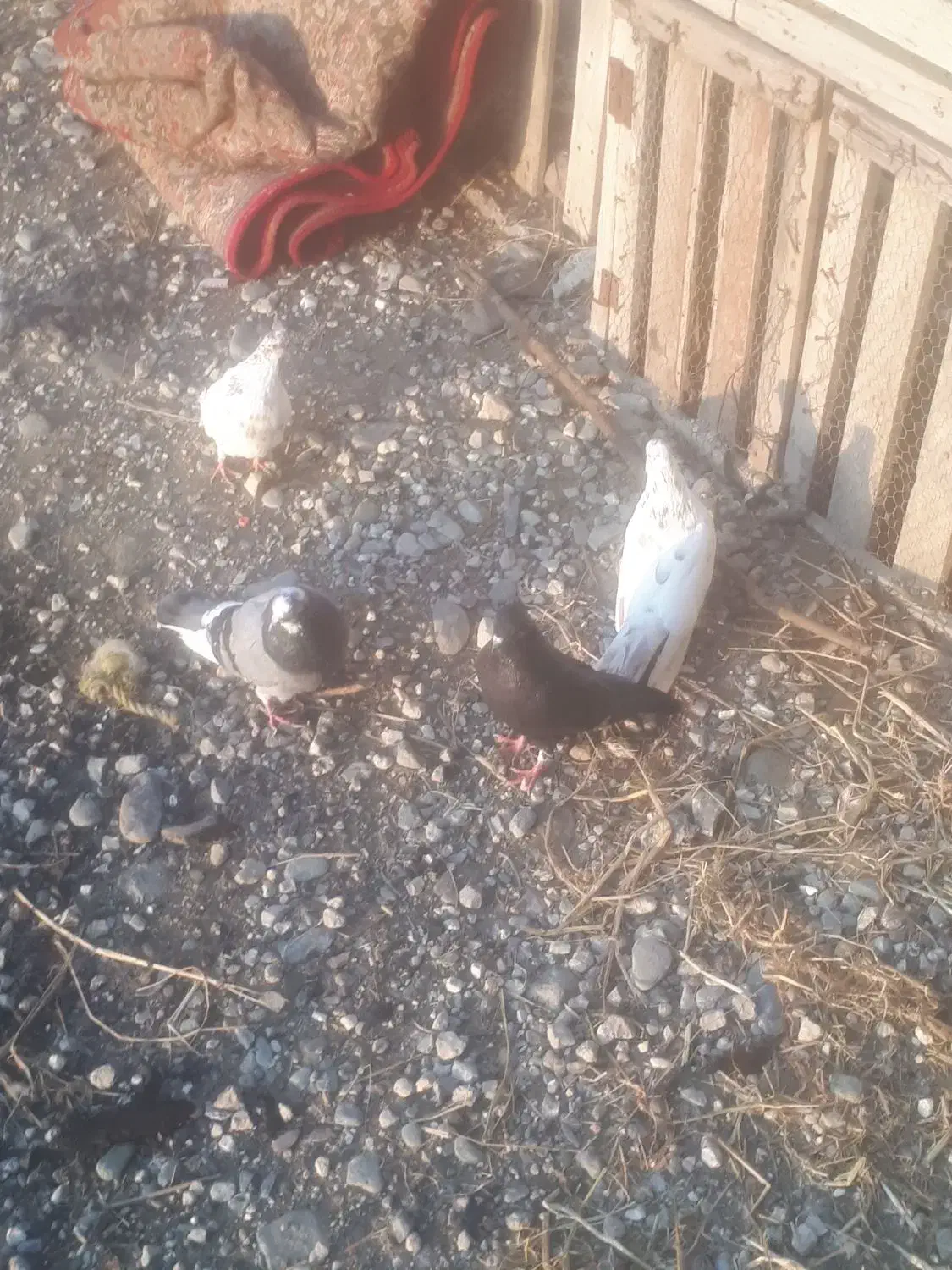 کبوتر|پرنده|سیجوال, |دیوار