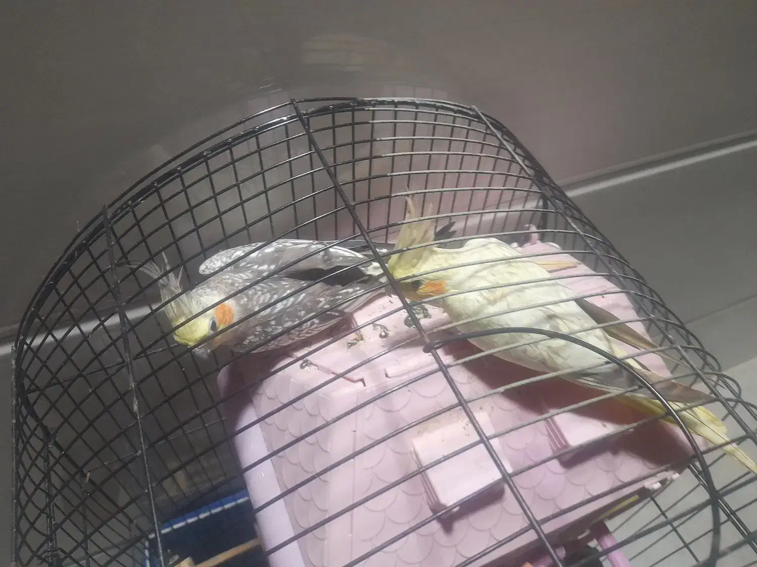 عروس هلندی|پرنده|قشم, |دیوار