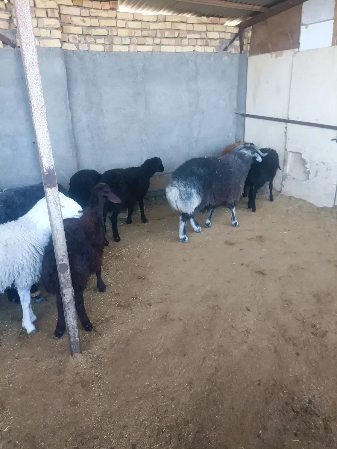 بره نر کشتاری درجه یک|حیوانات مزرعه|قزوین, |دیوار