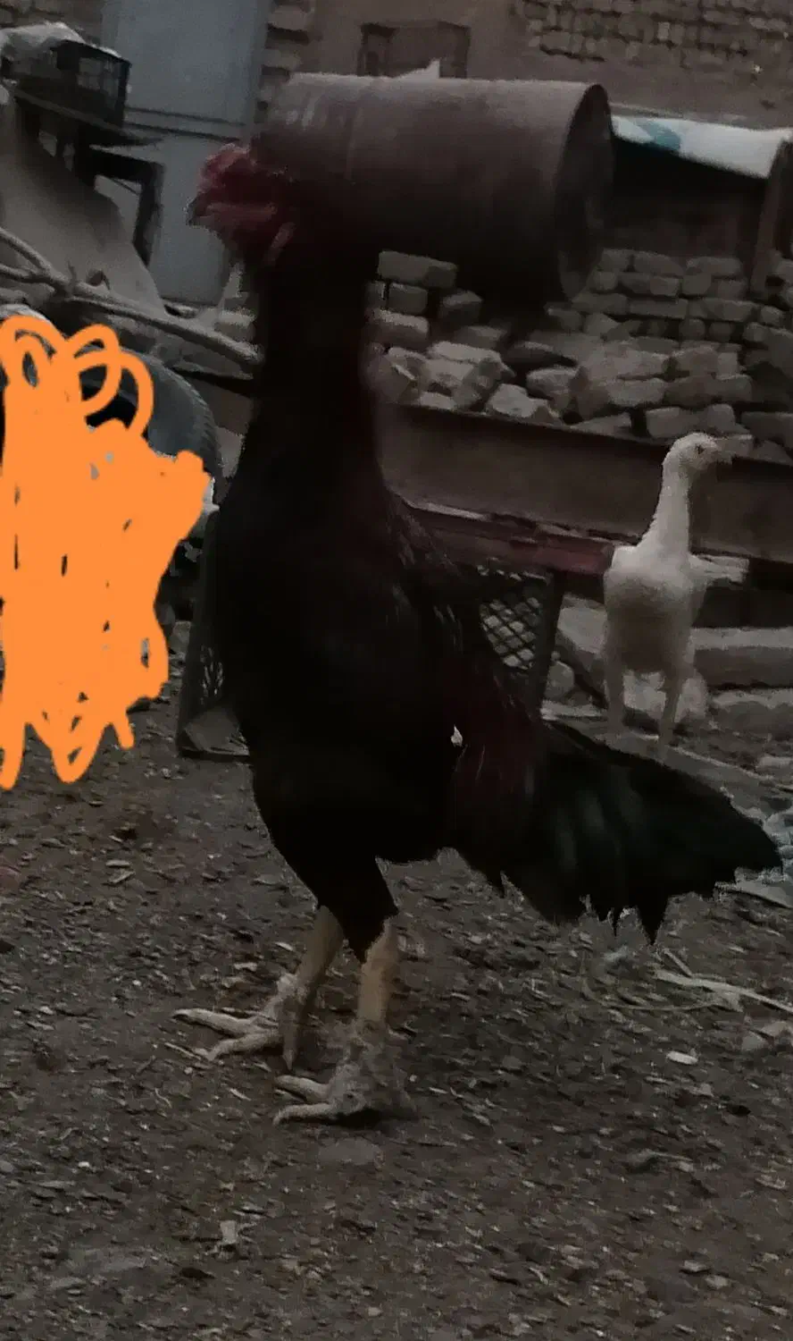 خروس و مرغ اصیل لاری|حیوانات مزرعه|قاسم‌آباد (خواف), |دیوار