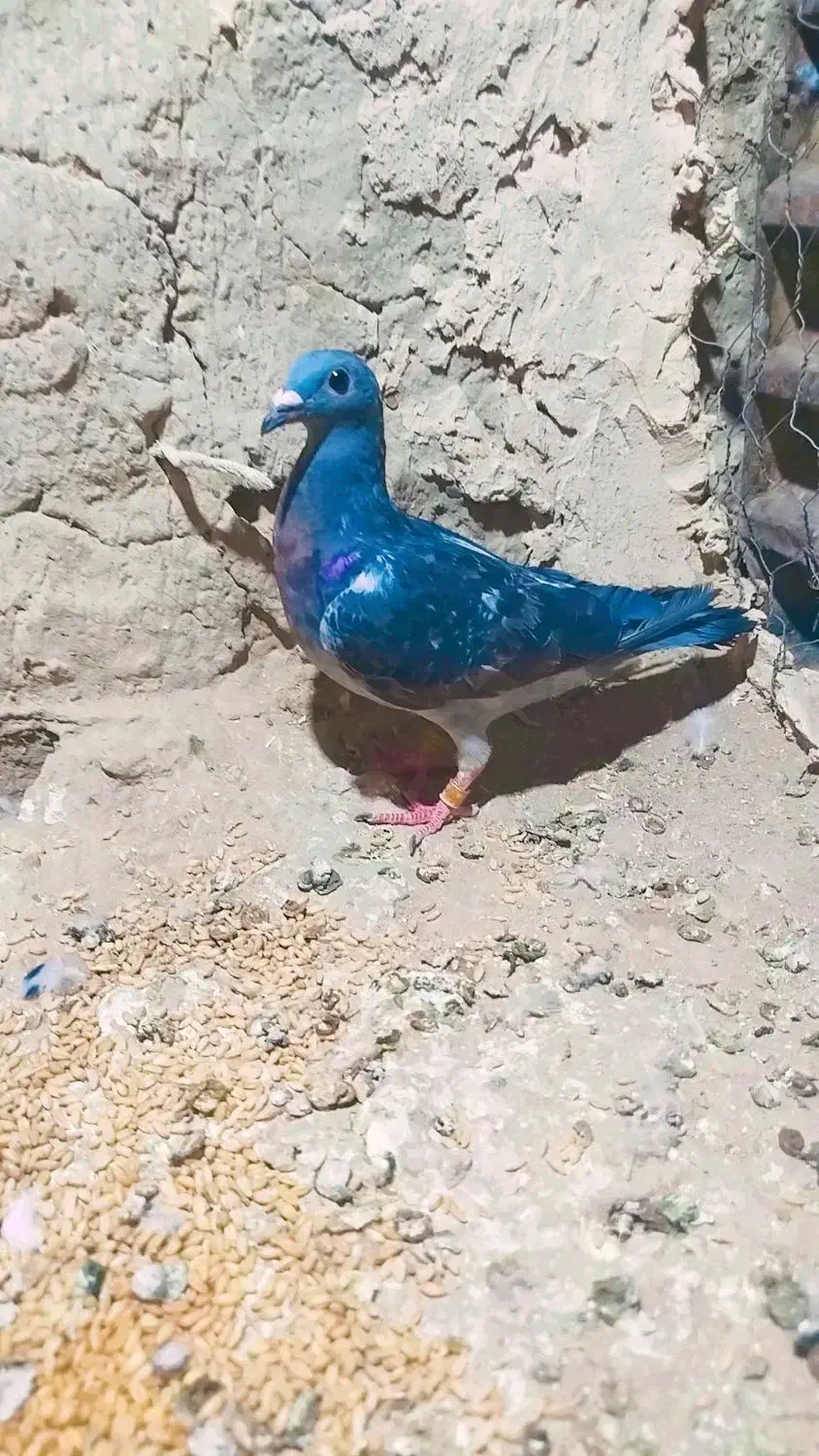 کبوتر گم شده|پرنده|هامون, |دیوار