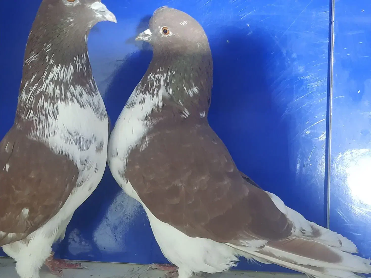 کبوتر گرگی|پرنده|اردبیل, |دیوار