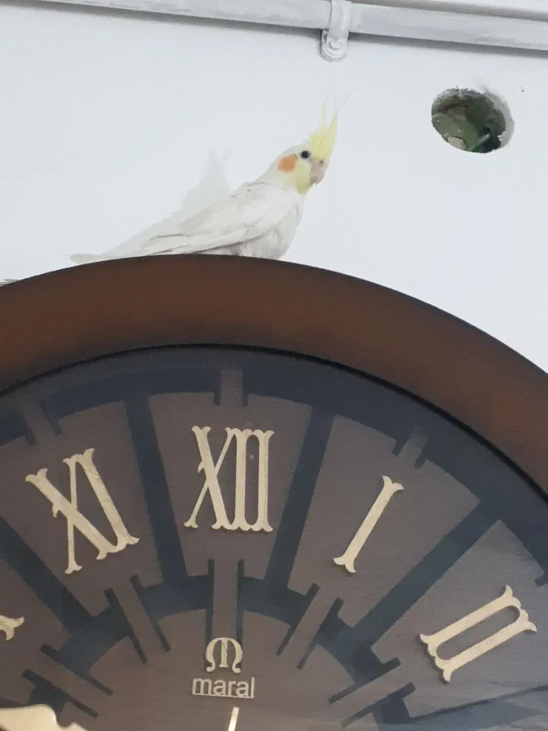 عروس هلندی|پرنده|تربت جام, شهید غلام زاده|دیوار