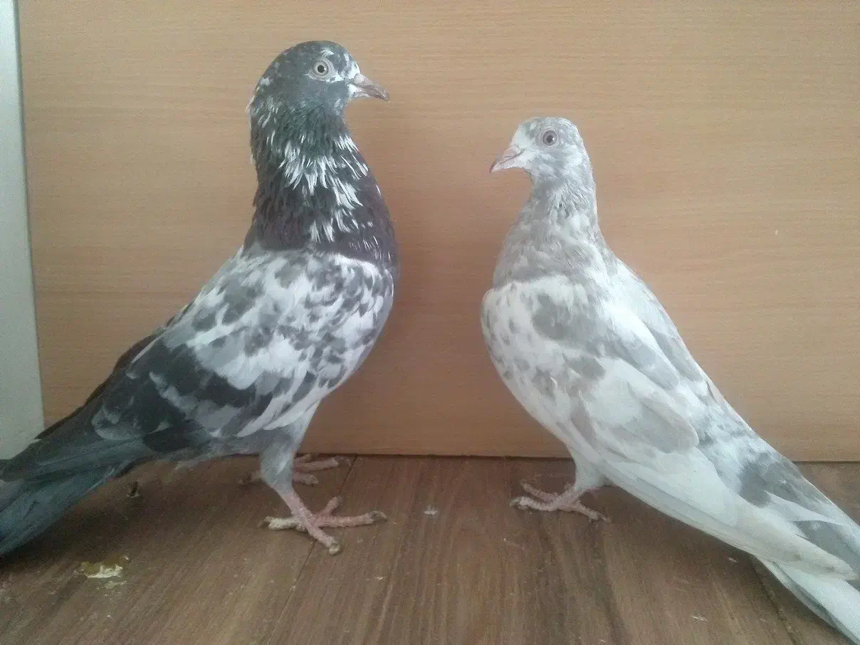 جوجه مفلق خارجی از پدر و مادرهای  پرشی|پرنده|تهران, والفجر (افسریه)|دیوار