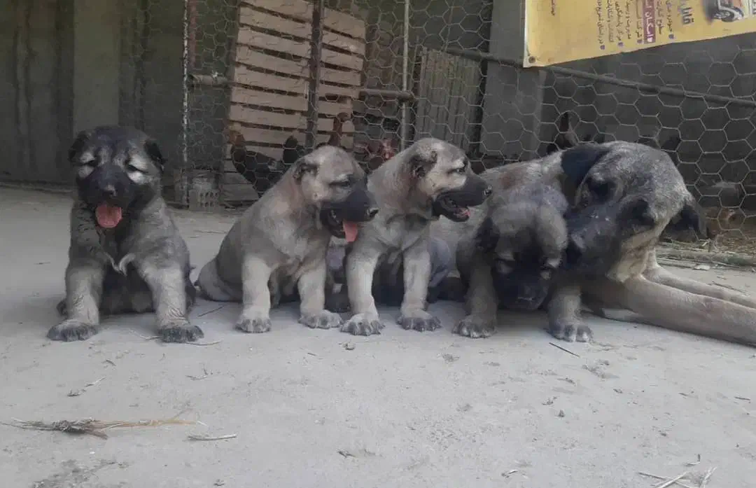 سگ سرابی|سگ|ترکمانچای, |دیوار