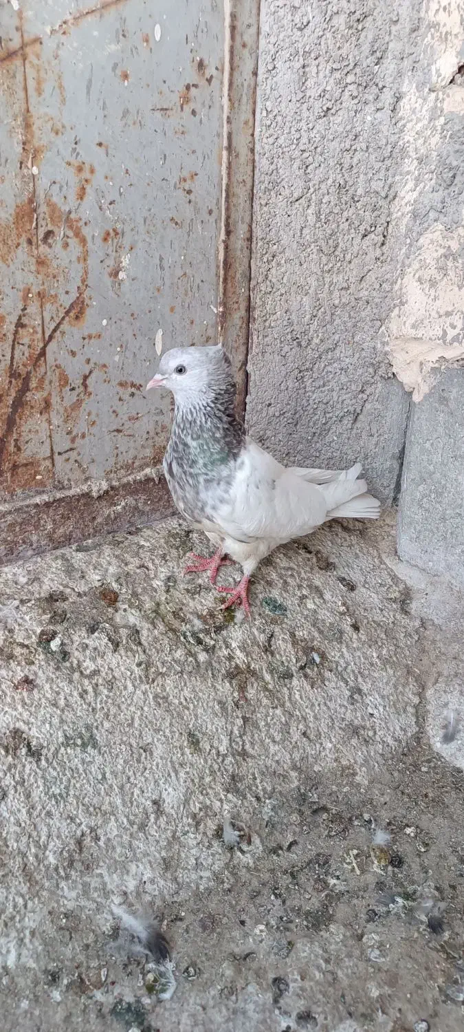 کله اهوازی الماسی گرفتنی|پرنده|اهواز, گلدشت|دیوار