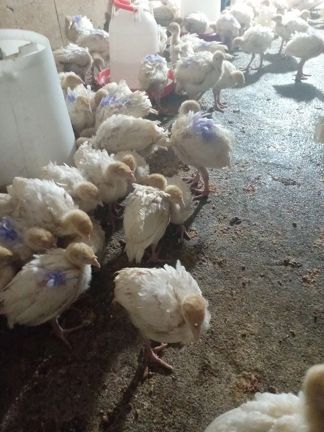 جوجه بوق بیوتی6|حیوانات مزرعه|کنگاور, |دیوار