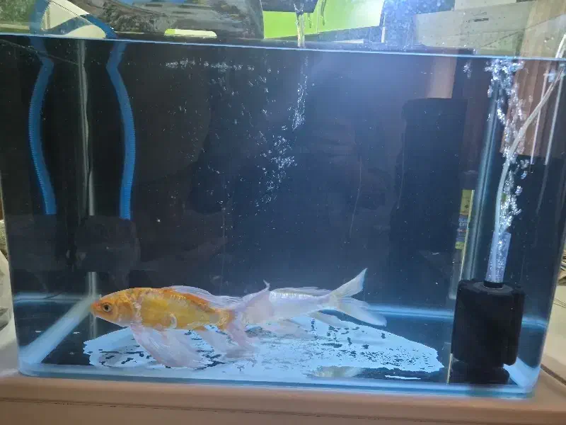 اکواریم شرکتی|ماهی|قم, شهرک امام حسن|دیوار