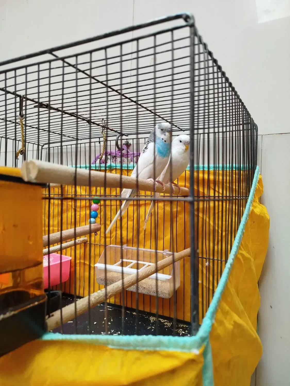 مرغ عشق|پرنده|حمیدیا, |دیوار