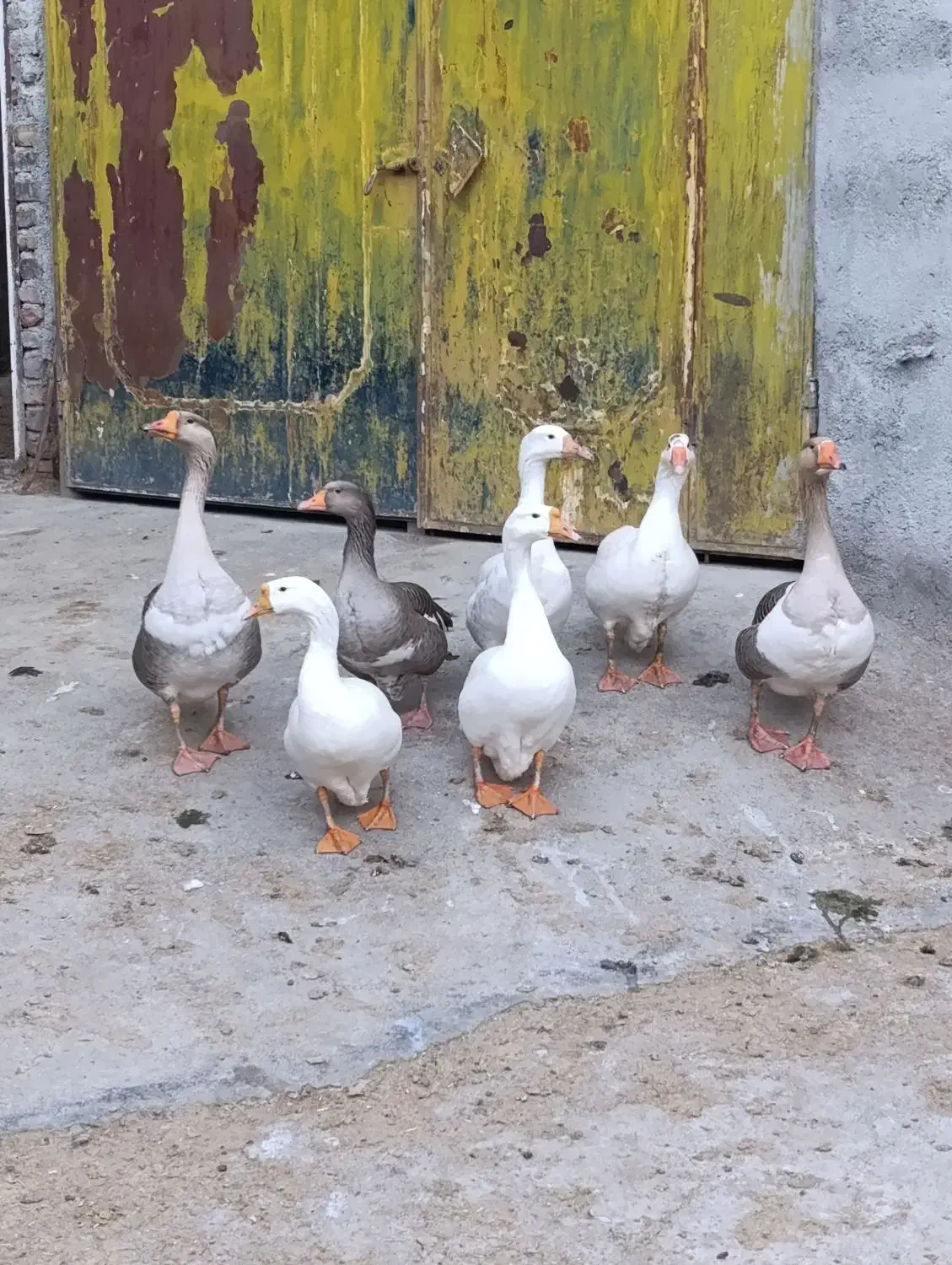 غاز|حیوانات مزرعه|همدان, |دیوار