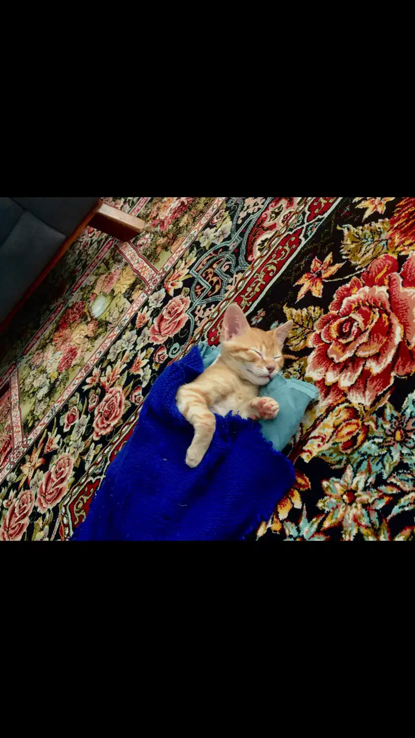 واگذاری بچه گربه dsh|گربه|ایلام, |دیوار