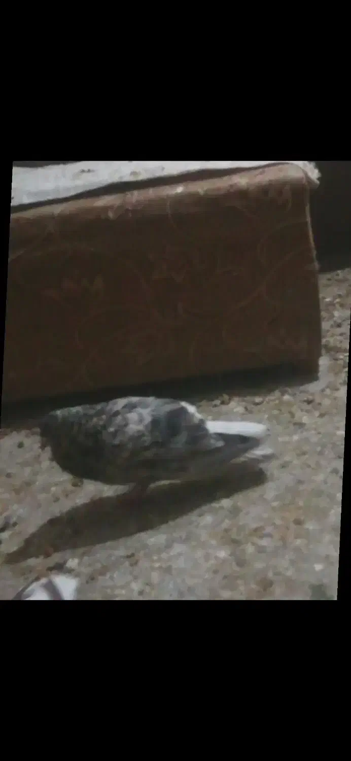 یک جفت دم سفید|پرنده|شیروان (خراسان), |دیوار