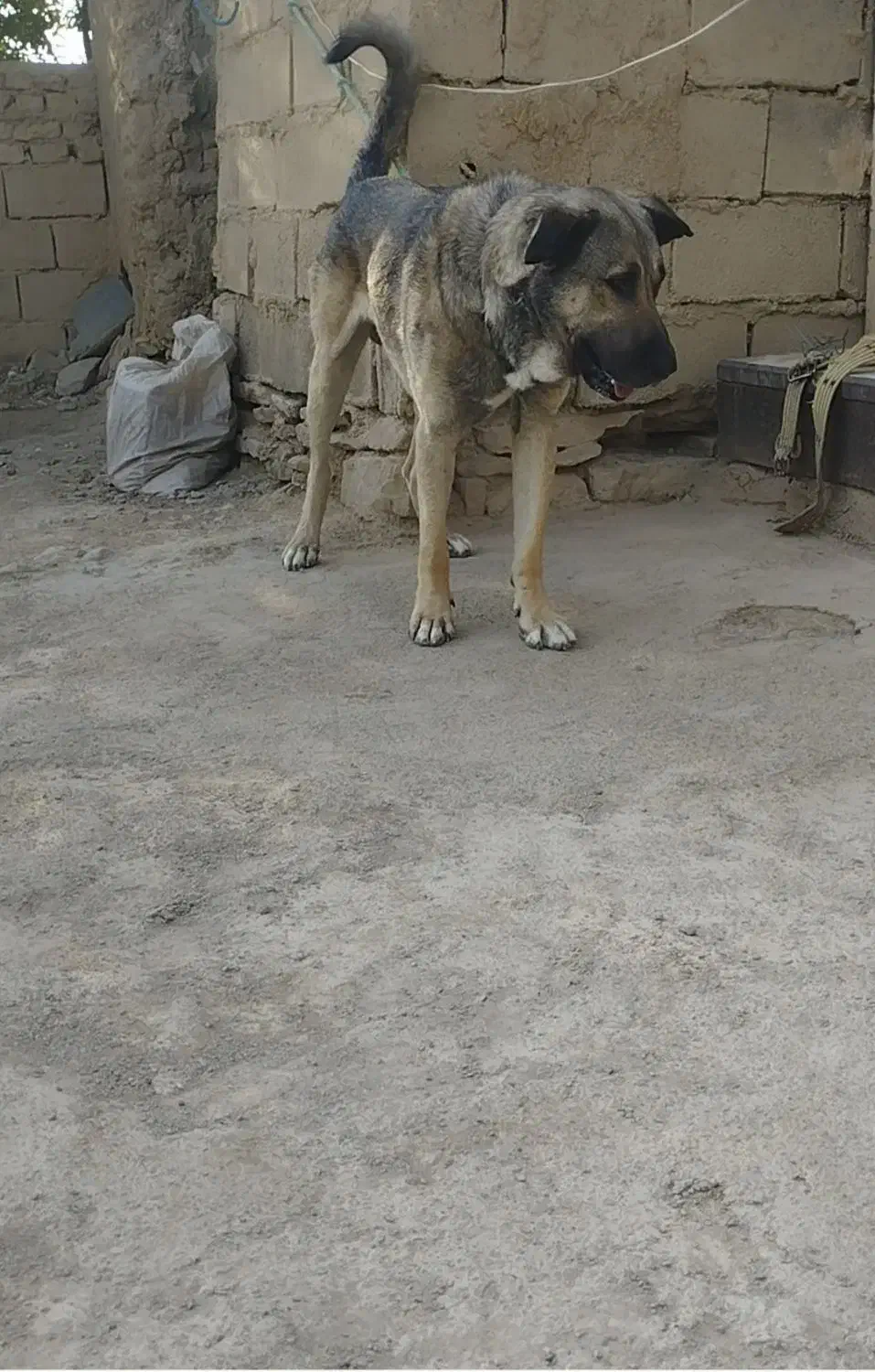 گمشده|حیوانات|شیروان (خراسان), |دیوار