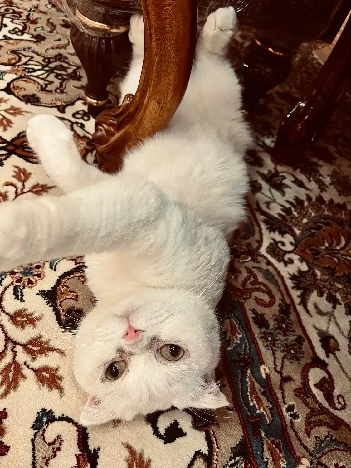 گربه برتیش اسکاتیش ماده|گربه|پرند, فاز ۴|دیوار