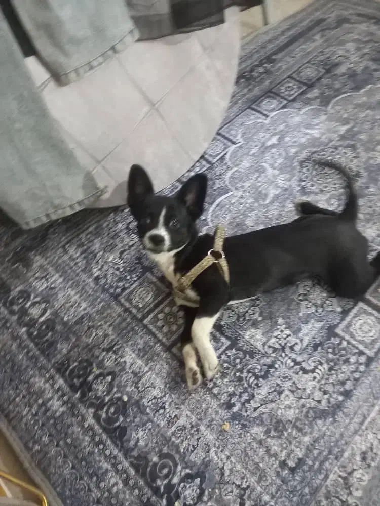 نژاد سک شی واوا|سگ|قدس, شهر‌قدس|دیوار