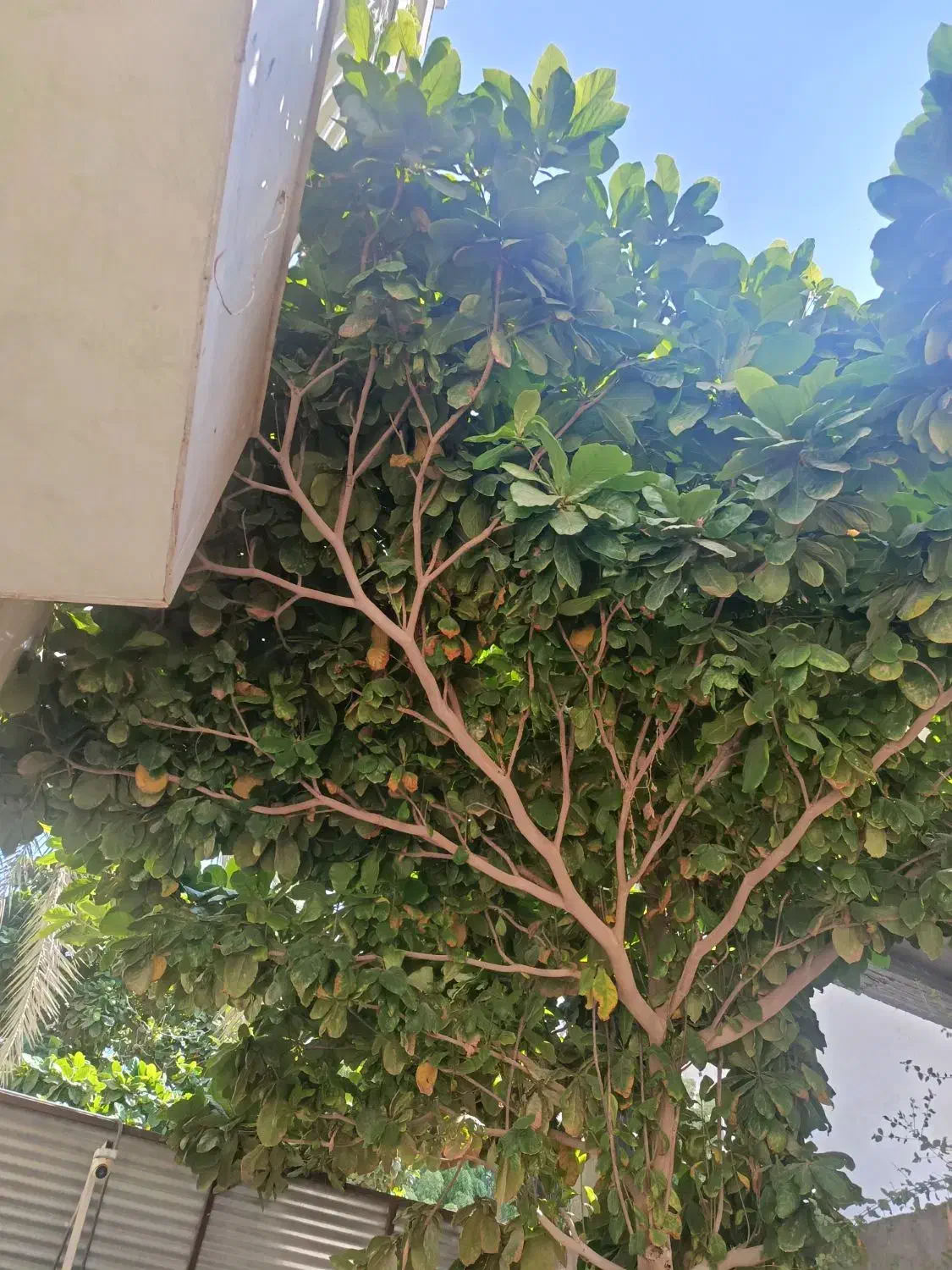 هرس کاری انواع درخت|خدمات باغبانی و درختکاری|بندرعباس, |دیوار