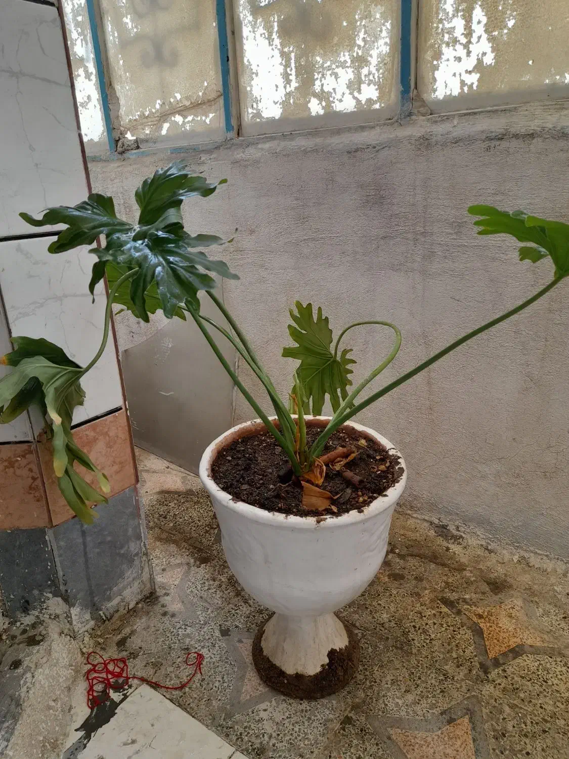 گلدان با گل انجیری|گل و گیاه طبیعی|اهواز, کوی نیرو|دیوار