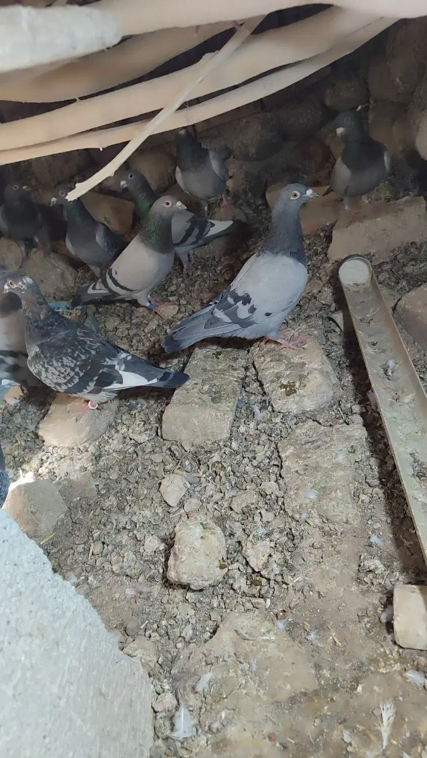 کبوترمسافتی اسماعیل اباد|پرنده|خاش, |دیوار