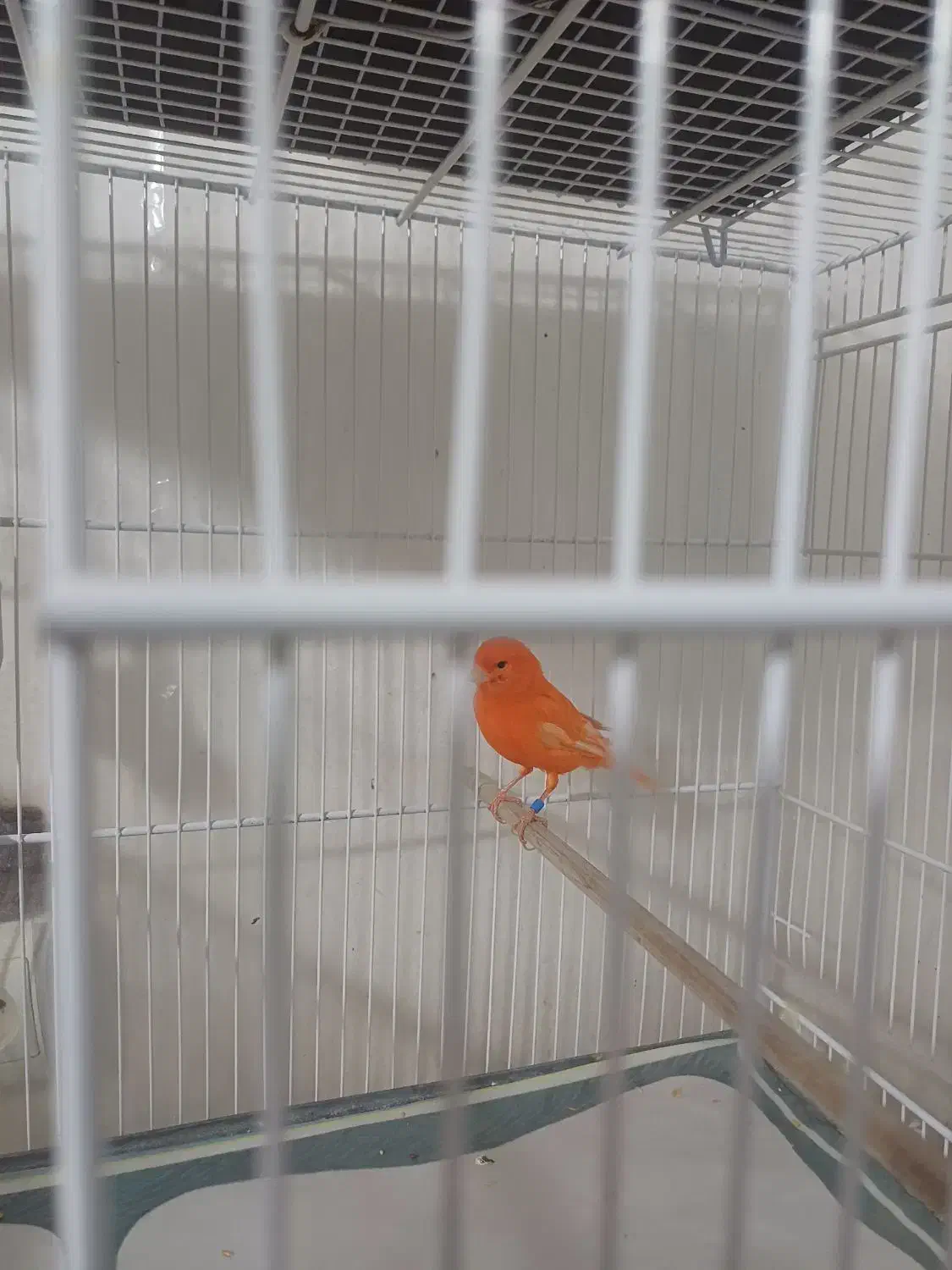 قناری نر سرخ اورجینال|پرنده|مشهد, شهید قربانی|دیوار